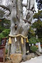 白浜神社(伊古奈比咩命神社) 薬師の柏槙