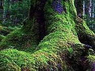 白駒の池原生林