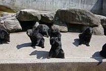 奥飛騨クマ牧場