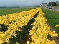 フラワーロード（ユリロード）