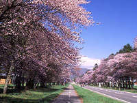 二十間道路桜並木