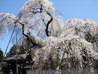 清雲寺のしだれ桜 1