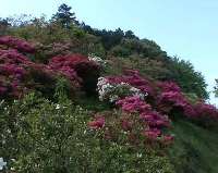 五大尊つつじ公園