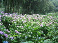 護摩堂山あじさい園