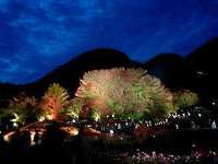 河口湖畔もみじ回廊