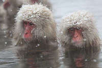 地獄谷野猿公苑