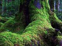 白駒の池原生林