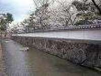 膳所城跡公園の桜 1