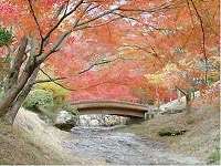 新宮の吊橋・東山公園 1紅葉