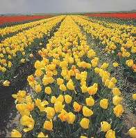 チューリップ畑