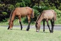 都井岬と野生馬