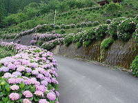椎野あじさいロード