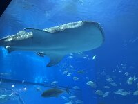 沖縄美ら海水族館 3