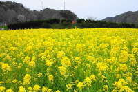 みなみの桜と菜の花まつり