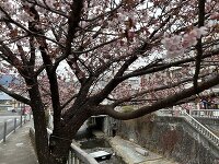 千歳川沿いの桜