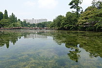 井の頭恩賜公園(東京)
