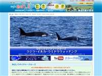 あばしりネイチャークルーズクジライルカウミドリウォッチング