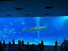 沖縄美ら海水族館  32