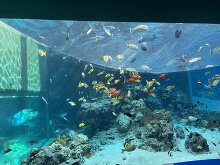 沖縄美ら海水族館  33