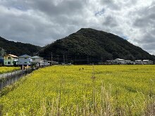 みなみの桜と菜の花まつり  7