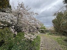 白浜桜の里  1