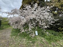 白浜桜の里  2