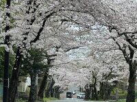 伊豆高原の桜並木 2-1