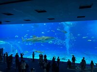 沖縄美ら海水族館 2-3