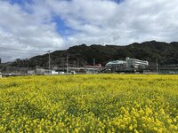 みなみの桜と菜の花まつり 3-1