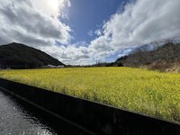 みなみの桜と菜の花まつり 3-2