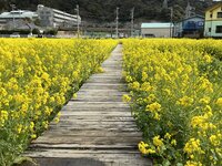 みなみの桜と菜の花まつり 3-3